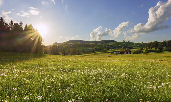 Ein Schöner Blick Auf Die Blüten Auf Einer Grasbewachsenen Wiese — Stockfoto