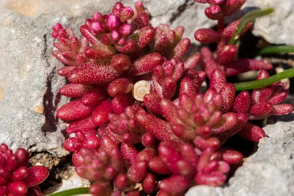 Azure Stonecrop Κόκκινο Μωβ Θάμνος Φύλλων Sedum Caeruleum Αυξάνεται Ένα — Φωτογραφία Αρχείου