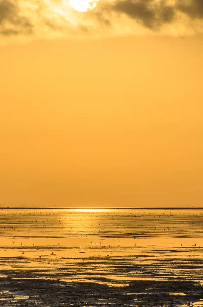 Sunrise casting a golden light over the mudflats with foraging birds at Barr Al Hikman, Oman,  at rising tide