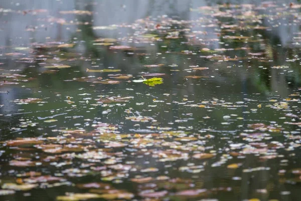 池の表面に浮かぶ乾燥した葉の高い角度のショット — ストック写真