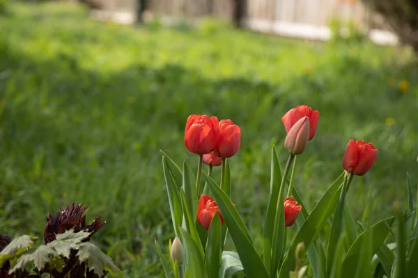 Gros Plan Tulipes Rouges Dans Jardin Verdoyant — Photo