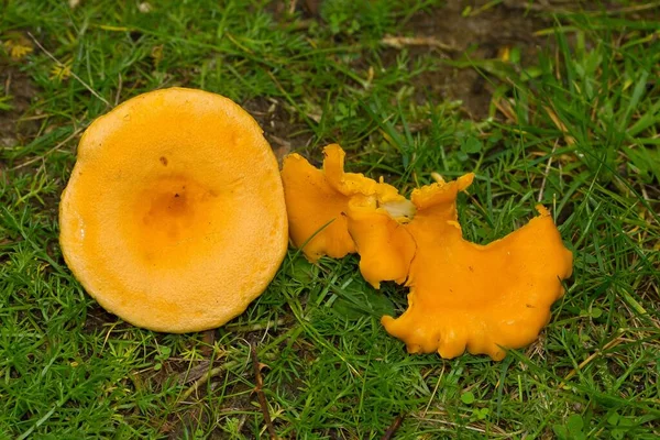 Primer Plano Hongos Naranjas Creciendo Bosque — Foto de Stock