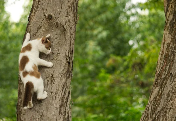 Μια Αδέσποτη Λευκή Γάτα Καφέ Βούλες Σκαρφαλώνει Ένα Δέντρο Ένα — Φωτογραφία Αρχείου