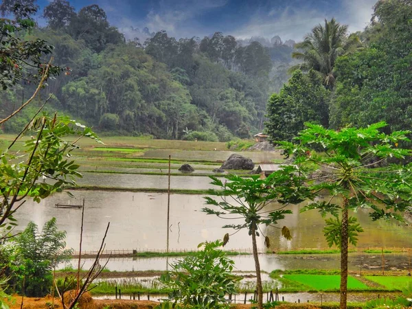 Indonesia Isola Tribale Sulawesi Isola Celebes Tana Toraja — Foto Stock