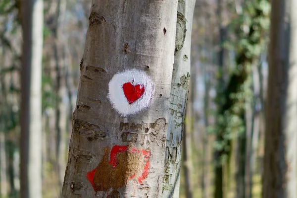 Uma Árvore Parque Com Coração Vermelho Desenhado Nele — Fotografia de Stock