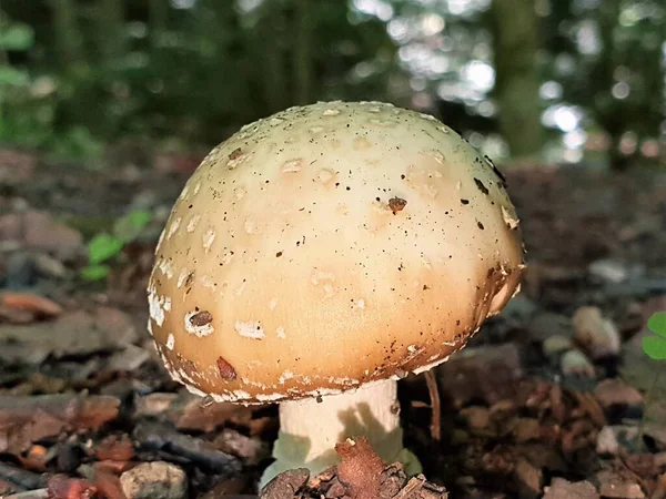 Ormandaki Yenilebilir Amanita Mantarının Sığ Odak Noktası — Stok fotoğraf