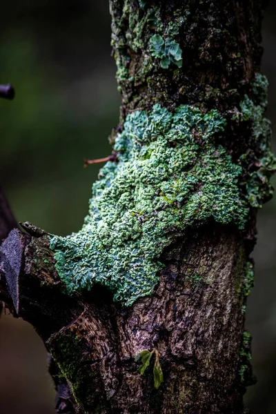 Tiro Perto Vertical Musgo Verde Uma Casca Árvore — Fotografia de Stock