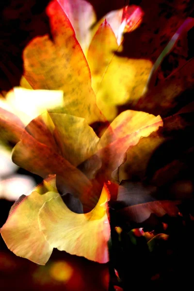 Vertikální Abstraktní Pozadí Listoví Květin Vzory — Stock fotografie