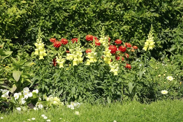 Красиві Жовті Червоні Квіти Драконів Ростуть Парку — стокове фото