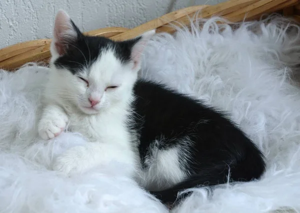 Ένα Κοντινό Πλάνο Ενός Χαριτωμένου Μικρού Ασπρόμαυρου Γατάκι Που Κοιμάται — Φωτογραφία Αρχείου