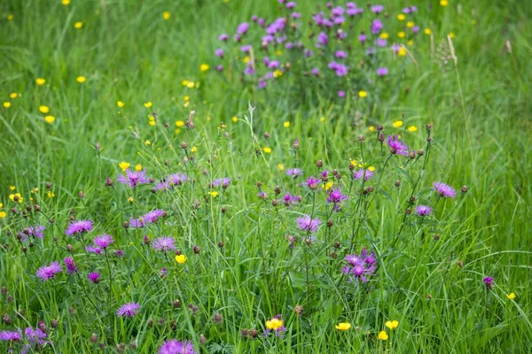 Tiro Ângulo Alto Das Belas Flores Roxas Amarelas Meio Campo — Fotografia de Stock