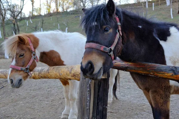 Dois Cavalos Terras Agrícolas Perto Uma Cerca Madeira Durante Dia — Fotografia de Stock