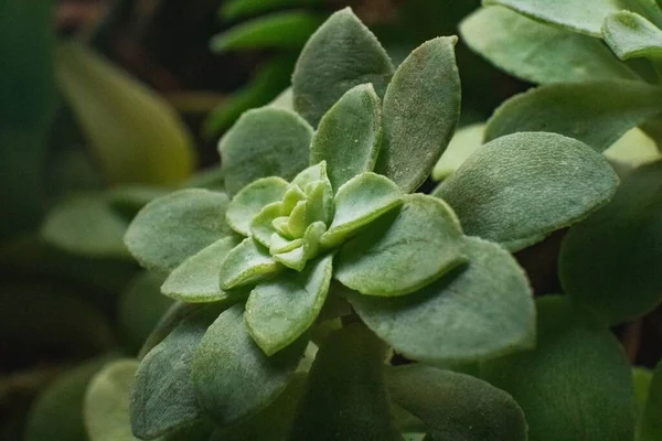 Eine Nahaufnahme Der Grünen Echeveria Pulvinata Auf Verschwommenem Hintergrund Von — Stockfoto