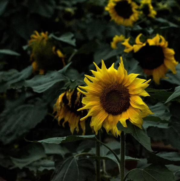 Jardín Los Hermosos Girasoles Crecimiento — Foto de Stock