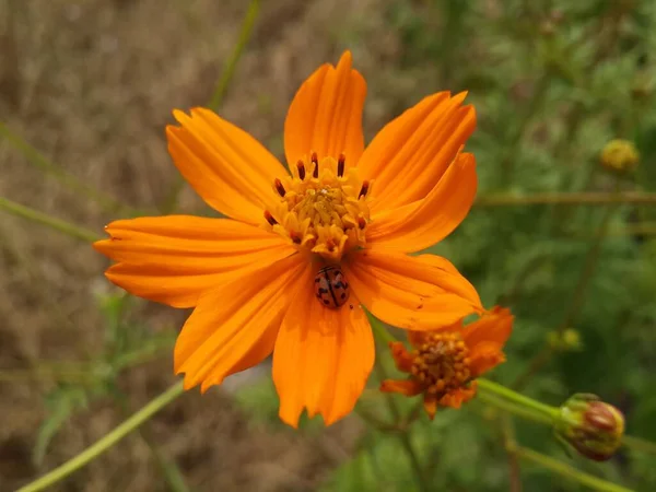 フィールド内の開花オレンジの花にテントウムシのクローズアップショット — ストック写真
