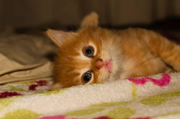毛布の上にストライプのかわいい赤い子猫 — ストック写真