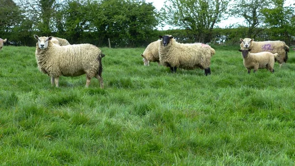 Słodkie Owce Spacerujące Zielonym Polu Walii Ciągu Dnia — Zdjęcie stockowe