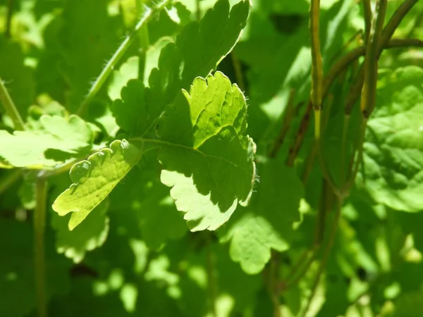 Closeup Shot Bright Green Leaves Tree Sunny Day — Stock Photo, Image