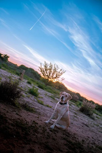 Vertical Shot Cute Dog Outdoors Sunset — Stock Photo, Image