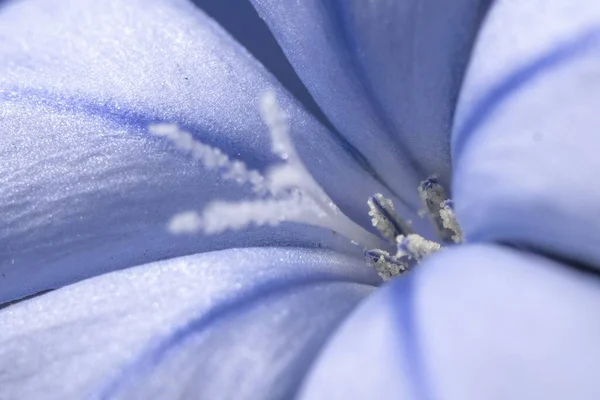 Sebuah Gambar Closeup Bunga Phlox Biru Dengan Benang Sari — Stok Foto