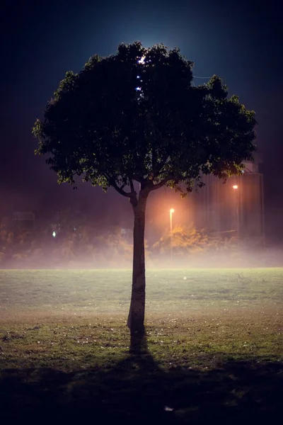 Disparo Vertical Solo Árbol Parque Por Noche — Foto de Stock