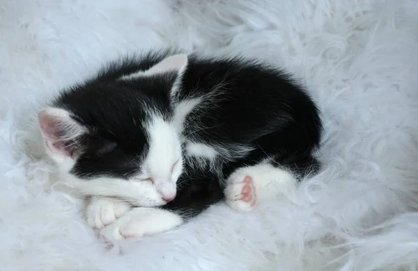 Крупный План Милого Черно Белого Котенка Спящего Белом Мехе — стоковое фото