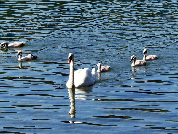 Прекрасный Снимок Белых Лебедей Плавает Озере — стоковое фото