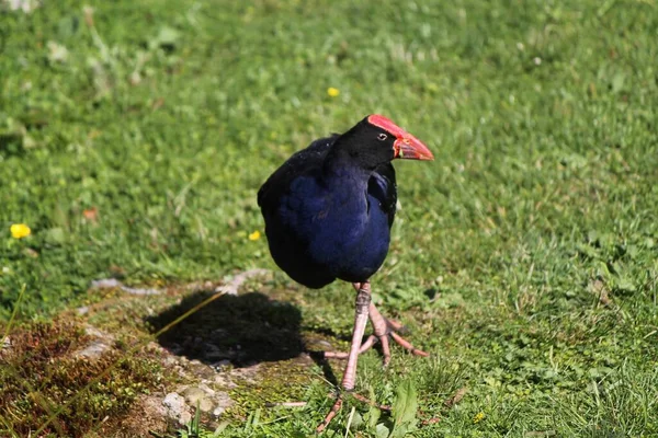 Egy Gyönyörű Takahe Madár Kék Fekete Színekben — Stock Fotó