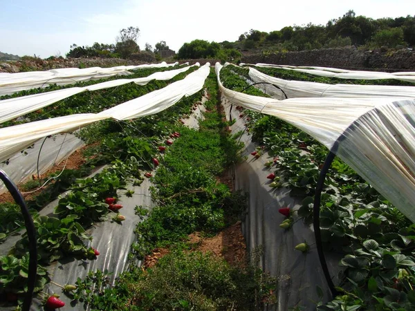 Mellieha Malte Avril 2014 Des Rangées Fruits Tels Que Des — Photo