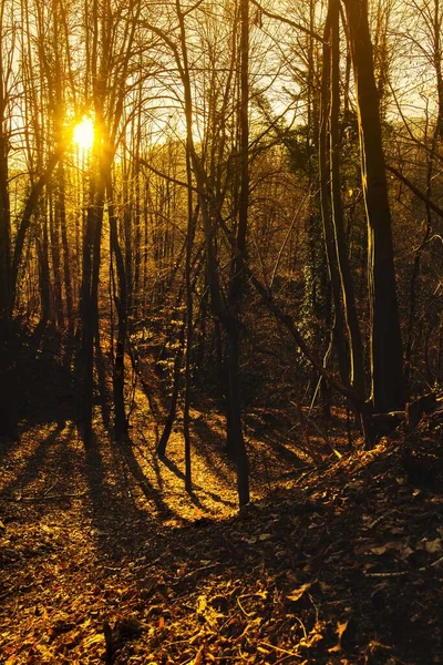 Piękny Krajobraz Lasu Jesienią Tworząc Cienie Zachodzie Słońca — Zdjęcie stockowe
