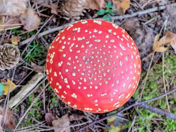 Una Vista Dall Alto Dei Veleni Del Fungo Agarico Fly — Foto Stock