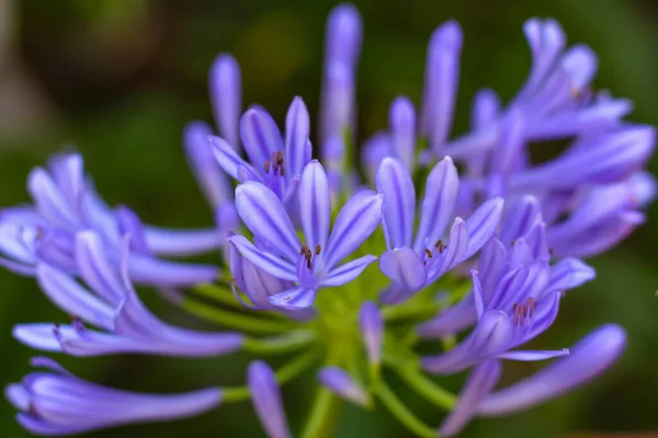 Mor Agapanthus Çiçeğinin Yakın Çekimi — Stok fotoğraf