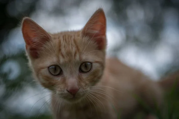 背景がぼんやりとしたライトの下でかわいい生姜猫の選択的な焦点 — ストック写真