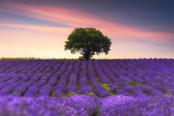 Uno Scatto Grandangolare Albero Mezzo Campo Lavanda Durante Tramonto — Foto Stock