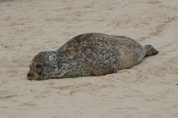 一只可爱的海豹睡在白沙滩上的特写镜头 — 图库照片