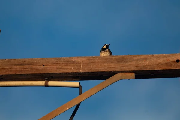 Nahaufnahme Eines Spechts Auf Einem Holz — Stockfoto