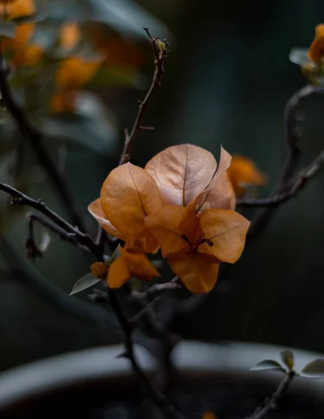 Vertikal Selektiv Fokus Skott Orange Bougainvillea Blomma — Stockfoto