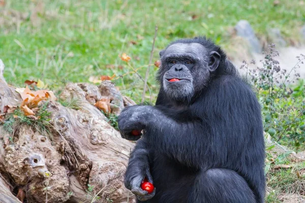 Primer Plano Mono Negro Comiendo Tomates — Foto de Stock