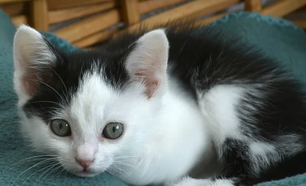 Zbliżenie Ujęcie Ślicznego Małego Czarno Białego Kotka Zielonymi Oczami Leżącego — Zdjęcie stockowe