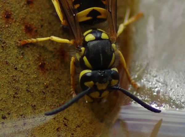 Tiro Enfoque Superficial Una Abeja — Foto de Stock