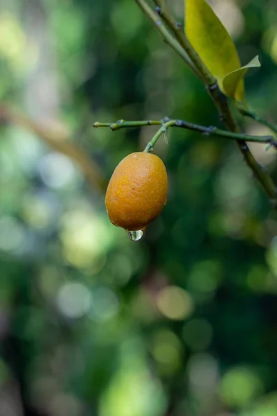 Tiro Foco Seletivo Vertical Uma Gota Água Limão Uma Árvore — Fotografia de Stock