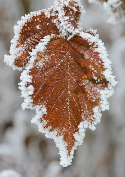 Colpo Verticale Ramo Con Foglie Ingiallite Congelate — Foto Stock