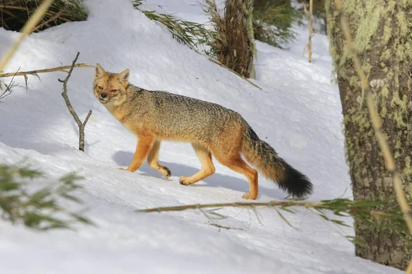 Focus Sélectif Renard Gris Sud Américain Marchant Dans Une Forêt — Photo