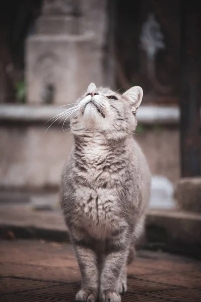 Eine Vertikale Selektive Fokusaufnahme Einer Flauschigen Grauen Katze Die Nach — Stockfoto