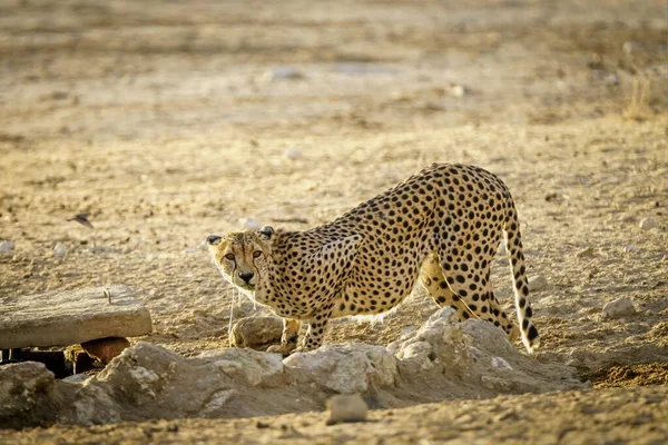 Leopardo Africano Parado Cerca Rocas Desierto Durante Día — Foto de Stock