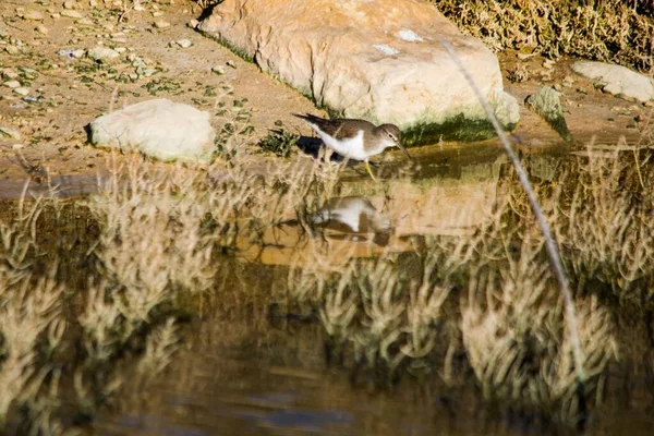 Vanlig Sandpiper Fågel Lång Näbb Brun Och Vit Letar Efter — Stockfoto