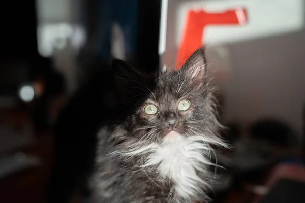 Closeup Shot Black Kitten Ground — Stock Photo, Image