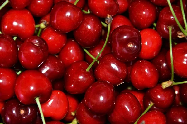 Una Toma Aérea Cerezas Rojas Mezcladas Entre — Foto de Stock