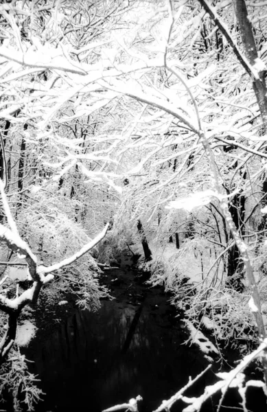 Taken One Those Gentle Snowfalls Coat Trees Magical Way Makes — Stock Photo, Image