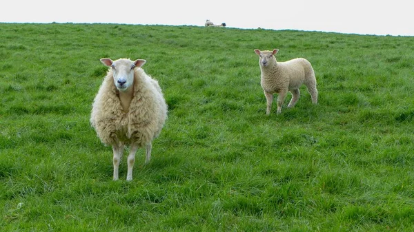 Las Lindas Ovejas Caminando Campo Verde Gales Durante Día — Foto de Stock